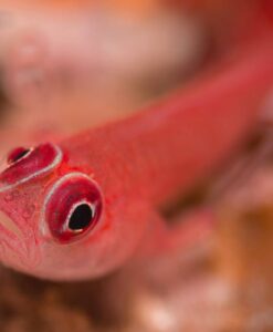 Ring-eye Pygmy Goby *rare*pick up only *small