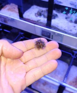 Wysiwyg TINY tuxedo urchin - super cute - great for pico / nano tanks (Invert 1 - Spot 11)