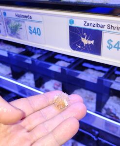Wysiwyg TINY white pin cushion urchin - super cute - great for pico / nano tanks (Invert 2 - Spot 5)
