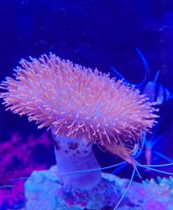 Wysiwyg Toadstool Leather Coral Colony (mv2)