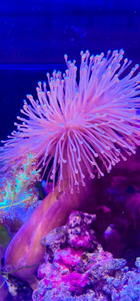 Frag Box Corals