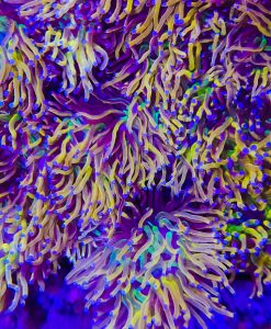 Liquid Gold Torch Coral