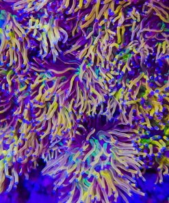 Liquid Gold Torch Coral