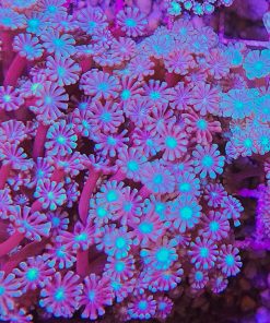 Blue Snow Leopoard Alveopora Frag
