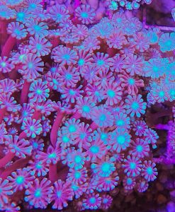Blue Snow Leopoard Alveopora Frag