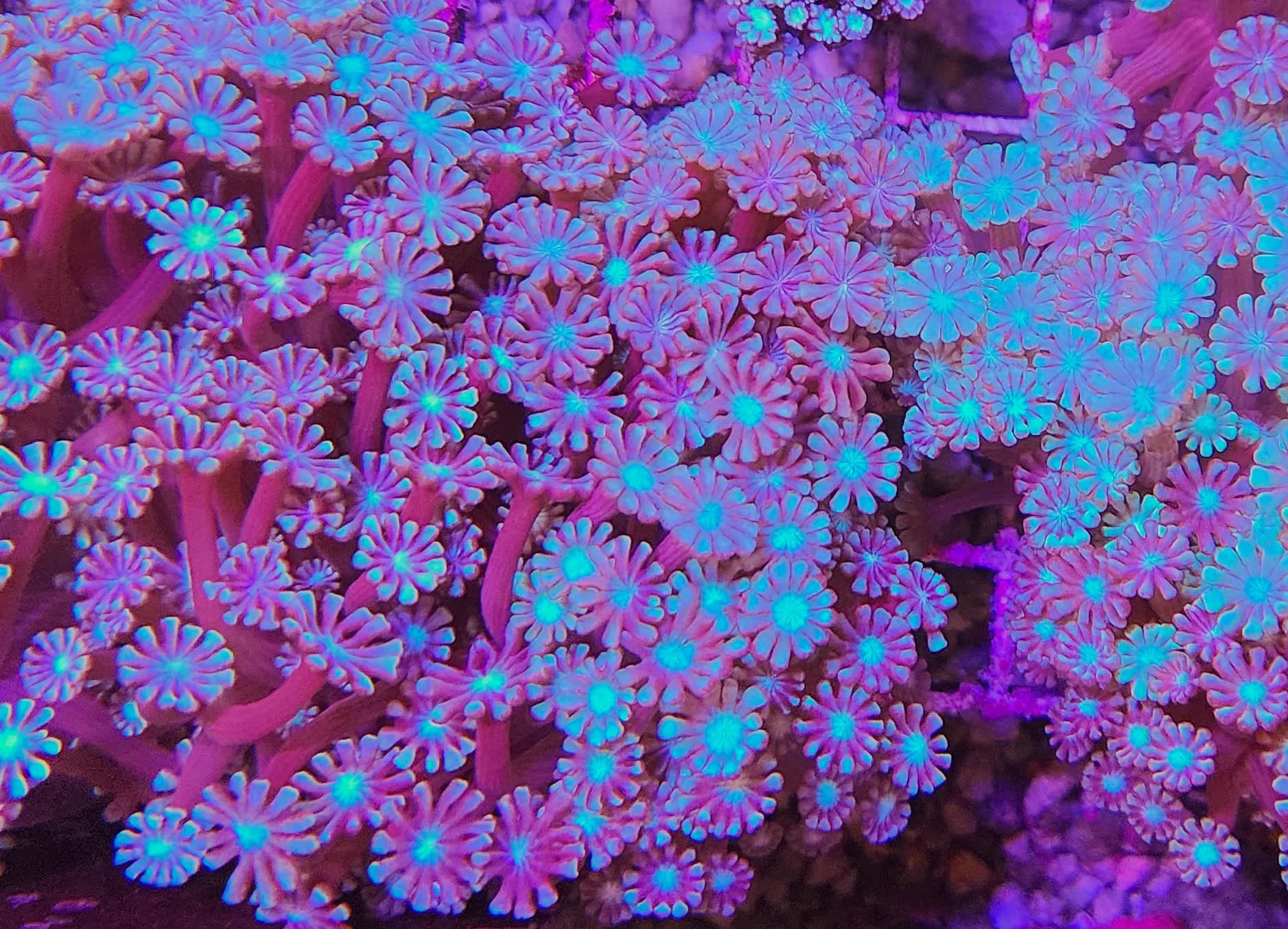 Frag Box Corals