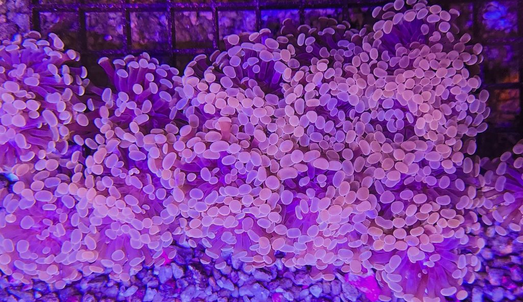 Frag Box Corals