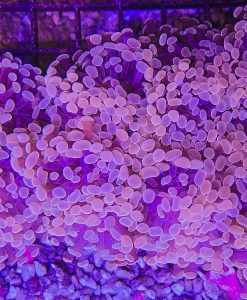 Pinkish Branching Hammer Coral Frag (Row #80:B)