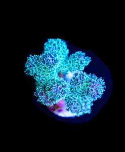 Jelly Belly Pocillipora Frag (A8:B)