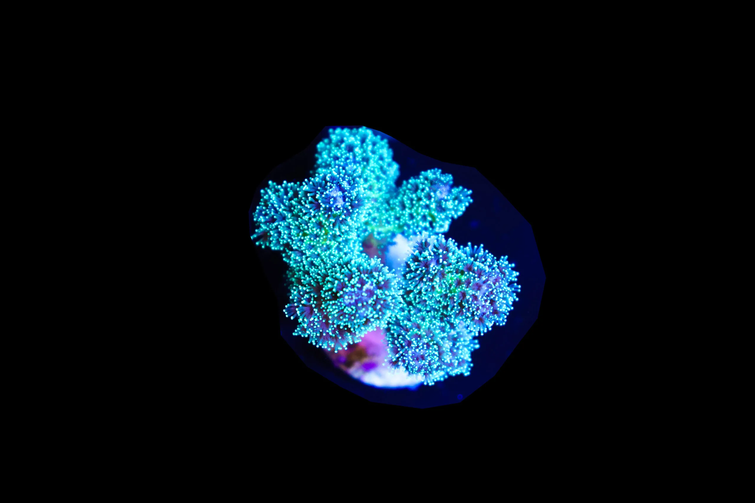Frag Box Corals