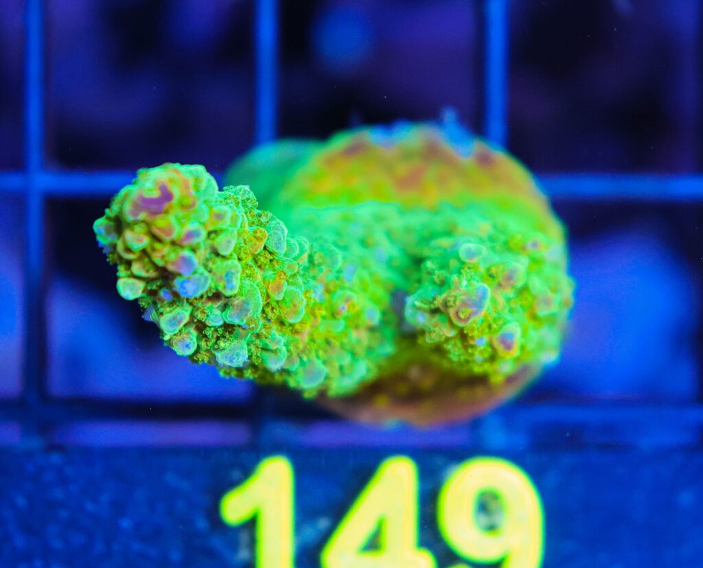Frag Box Corals