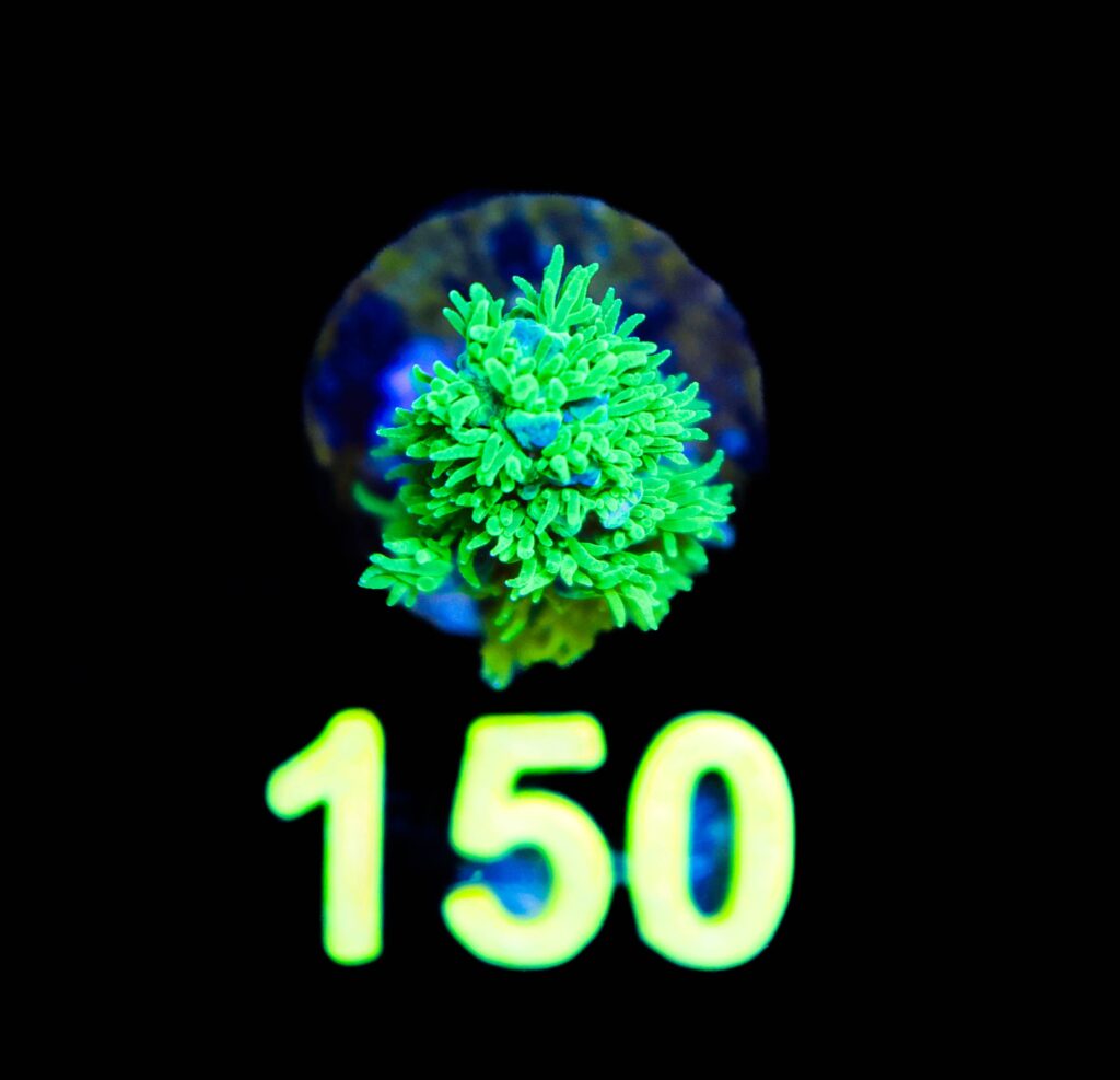 Frag Box Corals