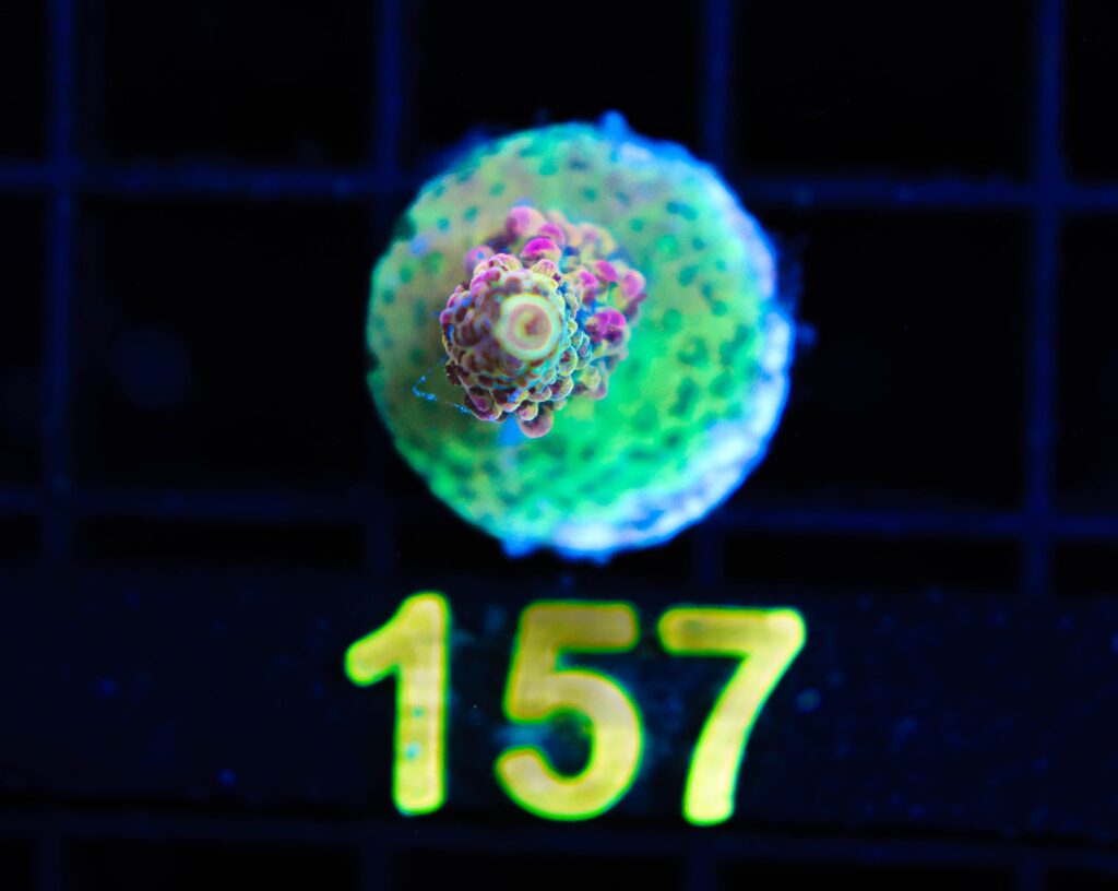Frag Box Corals