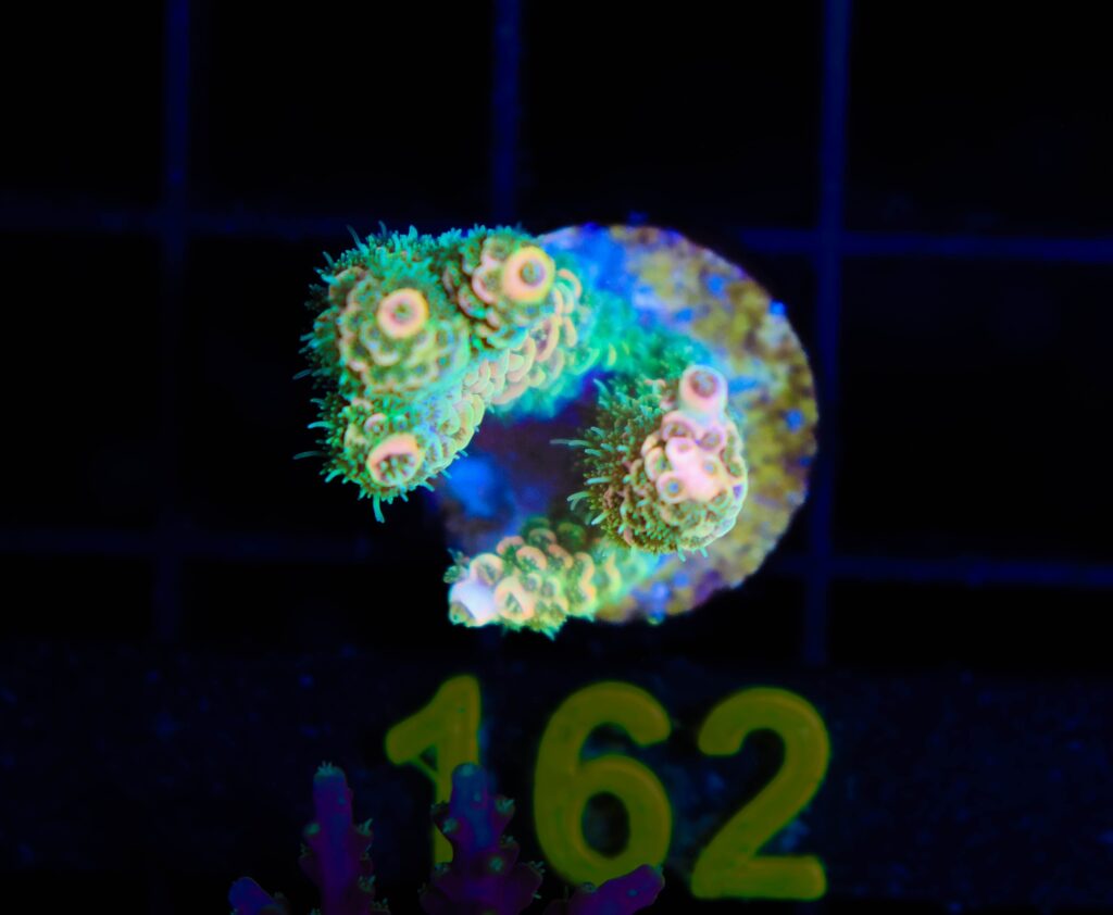 Frag Box Corals