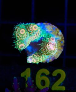 Wysiwyg Sunset Acropora  Millepora Frag [F162]