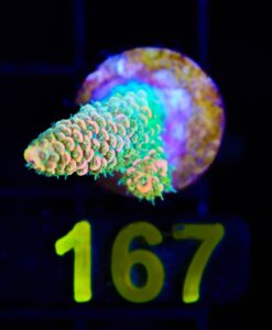 Wysiwyg Sunset Acropora  Millepora Frag [F167]
