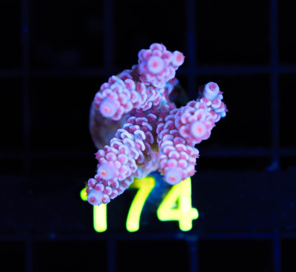 Frag Box Corals