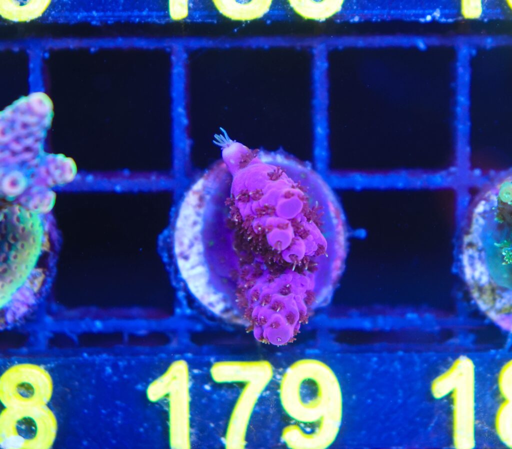 Frag Box Corals