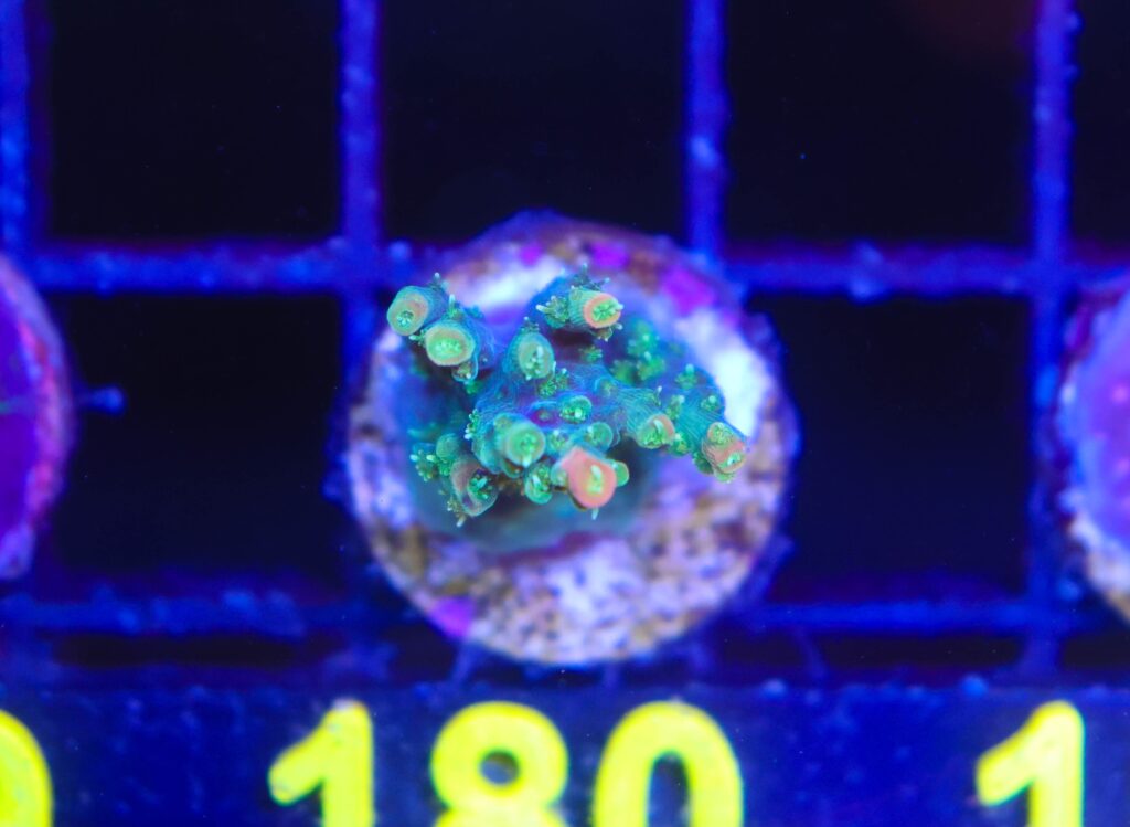 Frag Box Corals