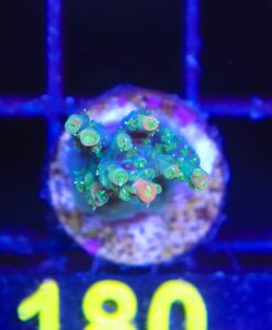 Wysiwyg Orange Tip Acropora Frag [F180]