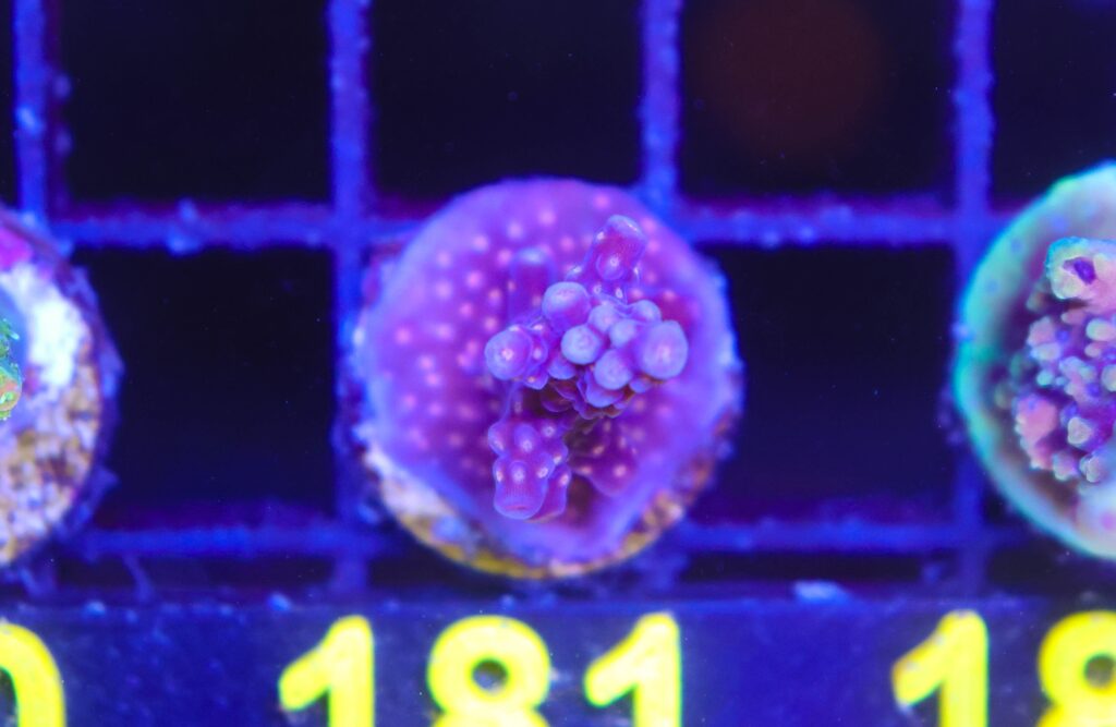 Frag Box Corals