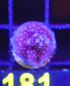 Wysiwyg Purple Poison Acropora Frag  [F181]