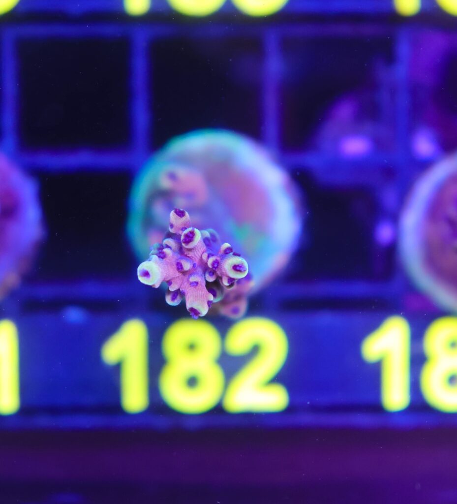 Frag Box Corals