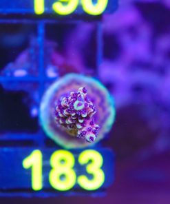 Wysiwyg Reef Raft Pink Cadillac Frag [F183]