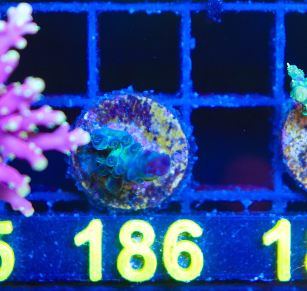 Frag Box Corals
