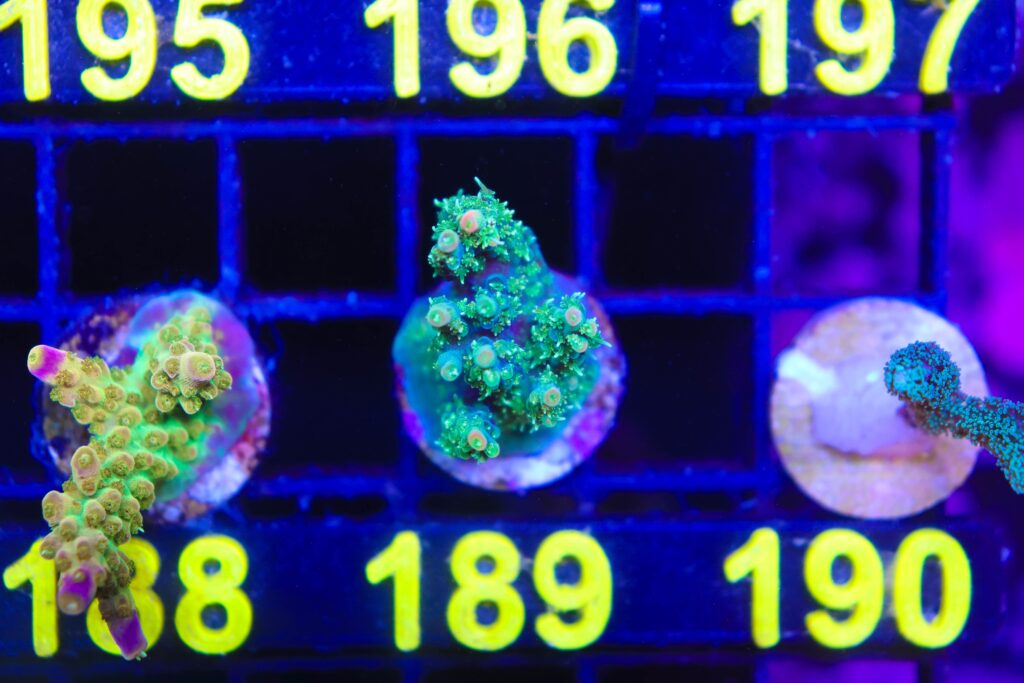 Frag Box Corals
