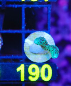 Wysiwyg Small Birdsnest Frag [F190]
