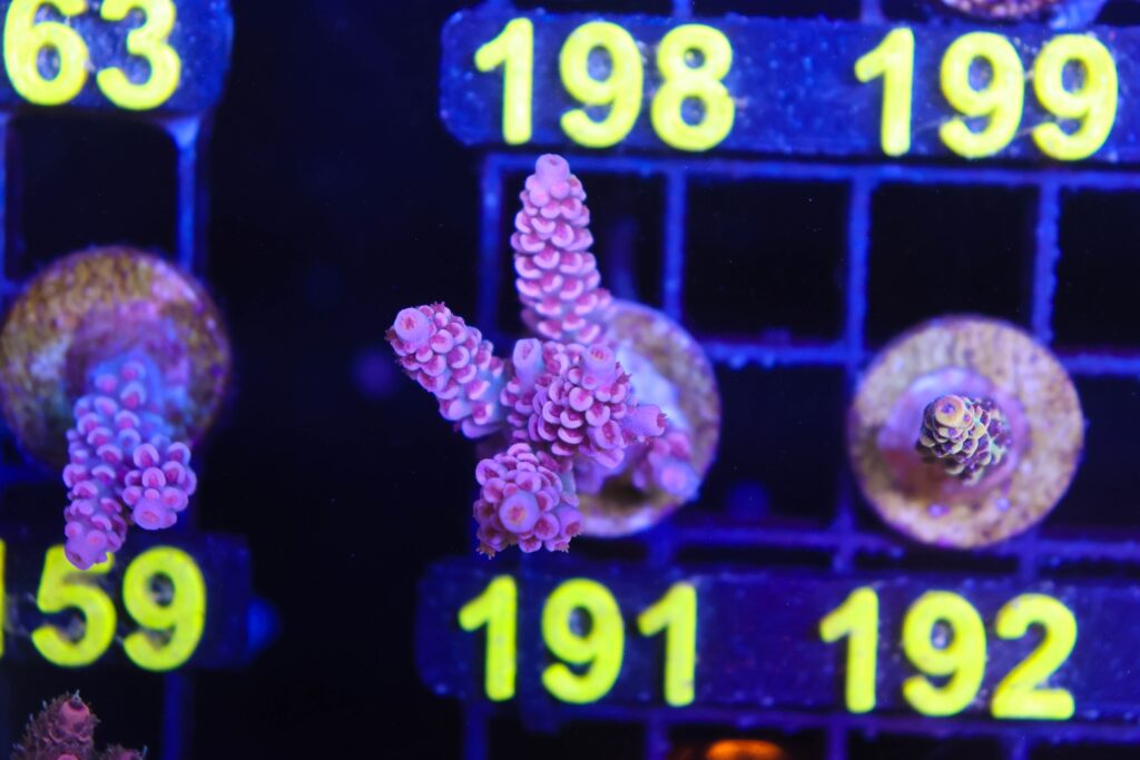 Frag Box Corals