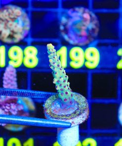 Wysiwyg Tyree Pink Lemonade Acropora Frag [F192]