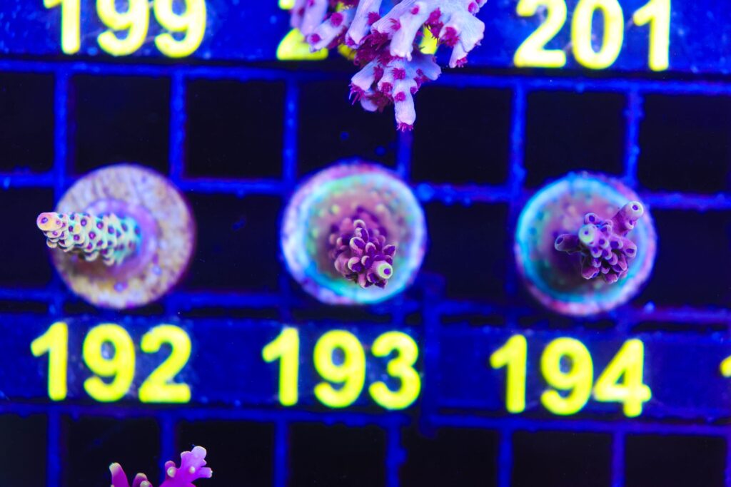Frag Box Corals