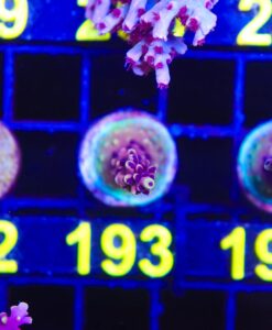 Wysiwyg Purple Polyp Mirage Acropora Frag [F193] FREE SHIPPING MINIMUM $199 LIVESTOCK SPEND