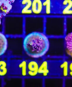 Wysiwyg Acropora Frag [F194]