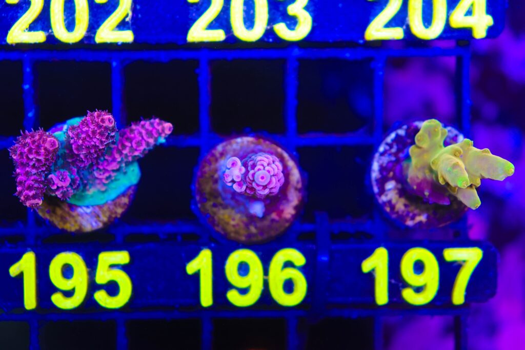 Frag Box Corals
