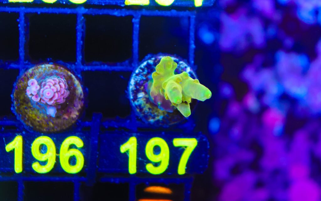 Frag Box Corals