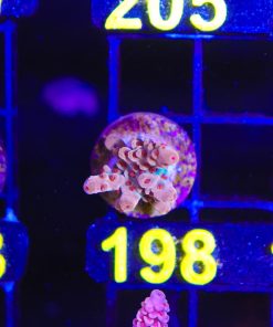 Wysiwyg Red Polyp Red Acropora Frag  [F198]