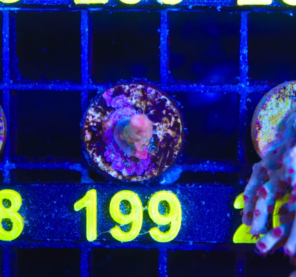 Frag Box Corals