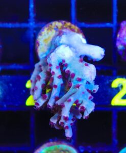 Wysiwyg Large Red Polyp Acropora Frag [F200]