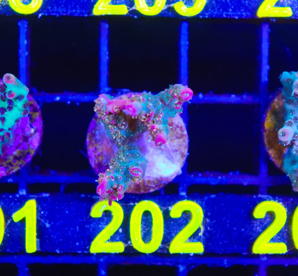 Frag Box Corals