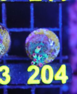 Wysiwyg Small Shortcake Acropora Frag[F204]