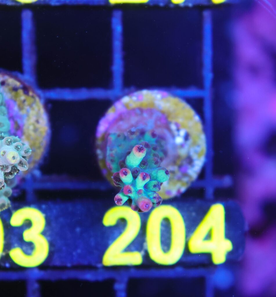 Frag Box Corals