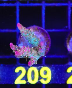 Wysiwyg Dazzle Dazzle Acropora Frag [F209]