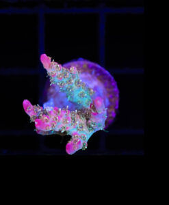Razzle Dazzle Acropora Frag (A1)