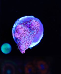 Purple Titan Acropora Frag (A6)