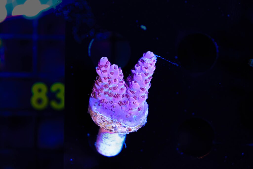 Frag Box Corals