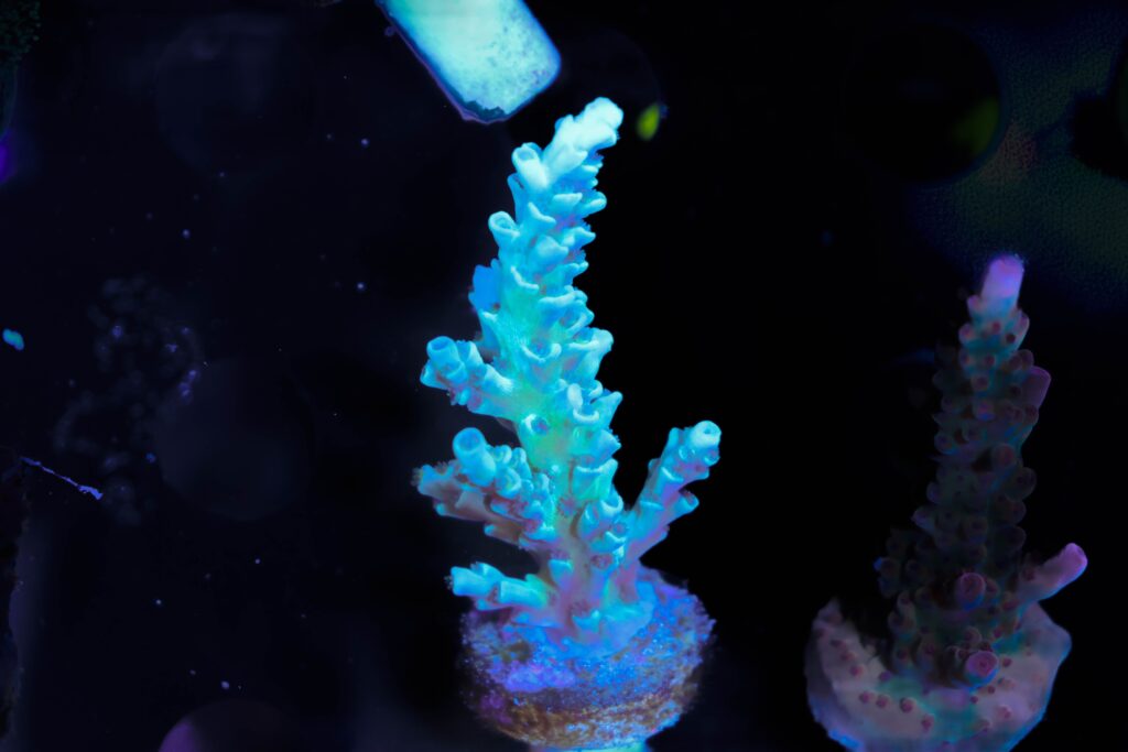 Frag Box Corals