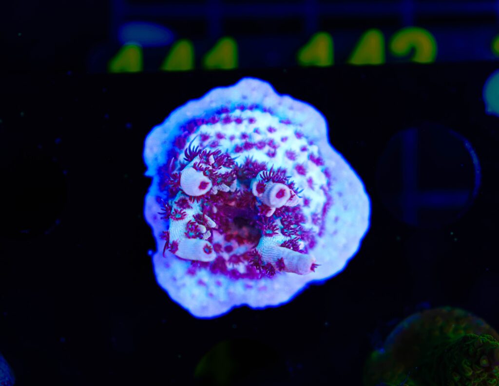 Frag Box Corals